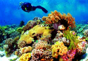 6. Menyelam di Wakatobi